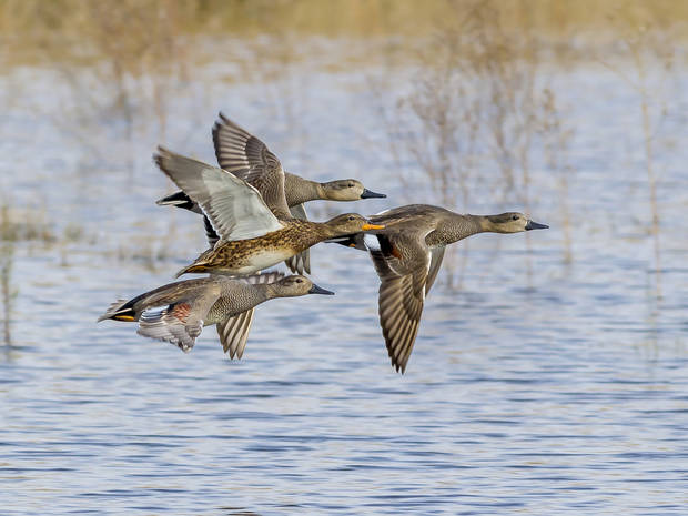 El Delta del Llobregat, entre los espacios naturales con más diversidad de pájaros de Europa