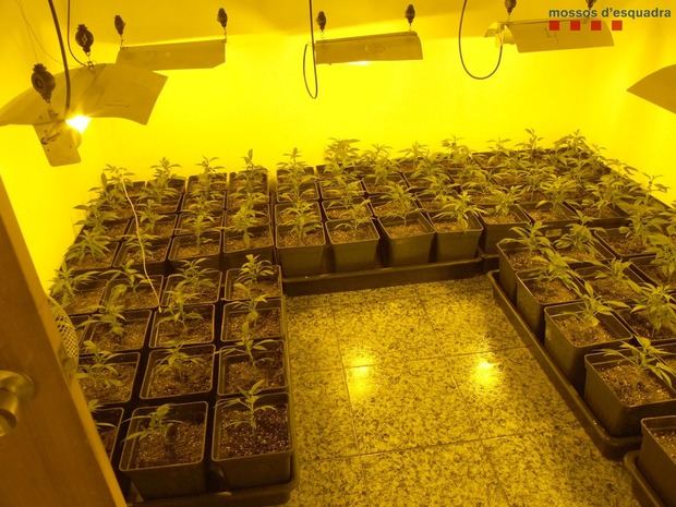 Los Mossos desmantelan una plantación de marihuana en Torrelles valorada en casi 300.000 euros