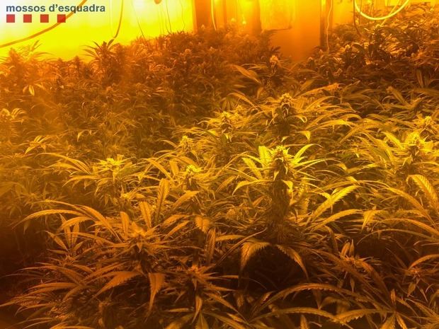 Desmantelan una plantación de marihuana en Sant Esteve valorada en 30.000 euros