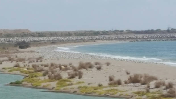Ca l'Arana, playa protegida, es una reserva excelente para las aves