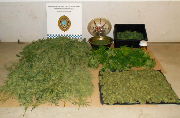 La Policía Local de Sant Esteve Sesrovires incauta 114 plantas de marihuana