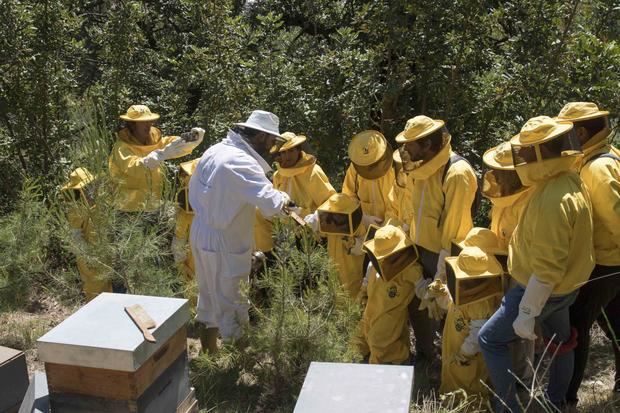 Viladecans se declara Ciudad amiga de las abejas