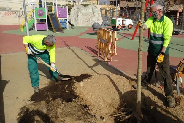 Sant Vicenç dels Horts inicia la plantación de 71 árboles