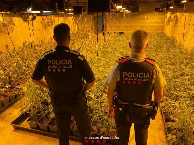 Los Mossos y la Policía Local arrestan a un hombre por cultivar marihuana en una finca de Olesa de Montserrat