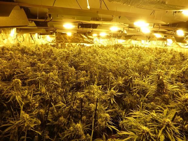 Desmantelada una plantación de marihuana en una casa de Begues