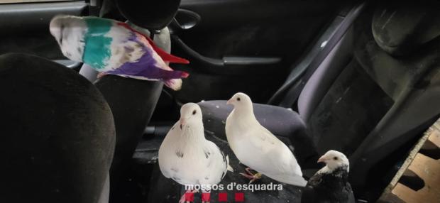 Palomas de competición encontradas en el coche de los ladrones