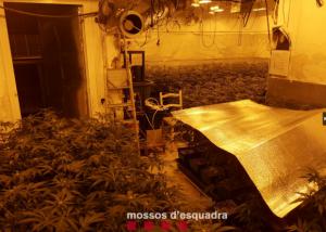 Los Mossos y la Guardia Urbana han desmantelado una gran plantación de marihuana en L'Hospitalet