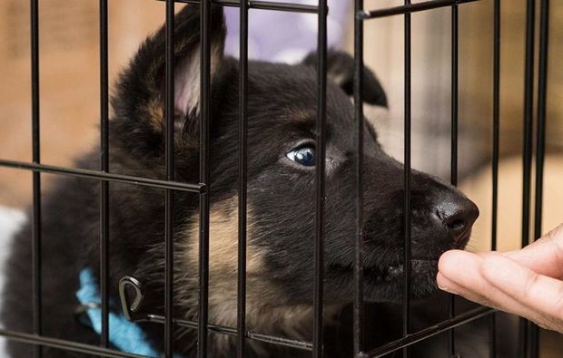 Una tienda de mascotas de Esplugues, implicada en una red de comercio ilegal de animales