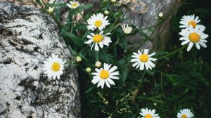 Flores brotando entre rocas: el desarrollo pujante de la causa de la mujer de China