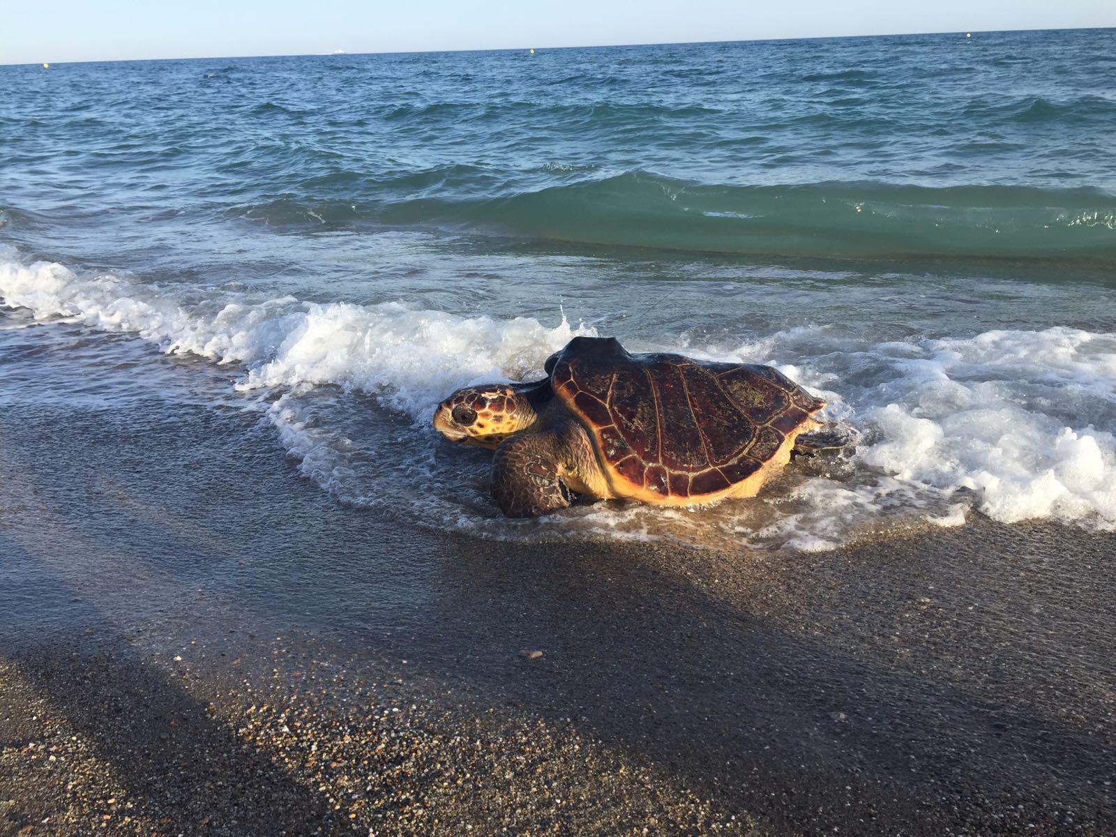 Liberada una tortuga marina tras intentar anidar en la playa de Castelldefels