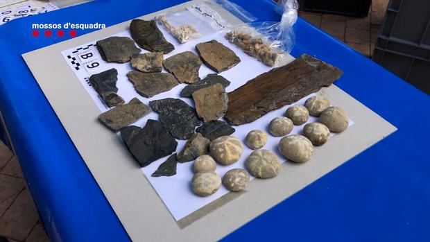 Los Mossos intervienen centenares de fósiles y restos paleontológicas expoliados