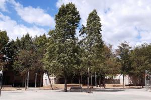 Dos árboles serán talados en una plaza por peligro de tropiezos en Sant Feliu