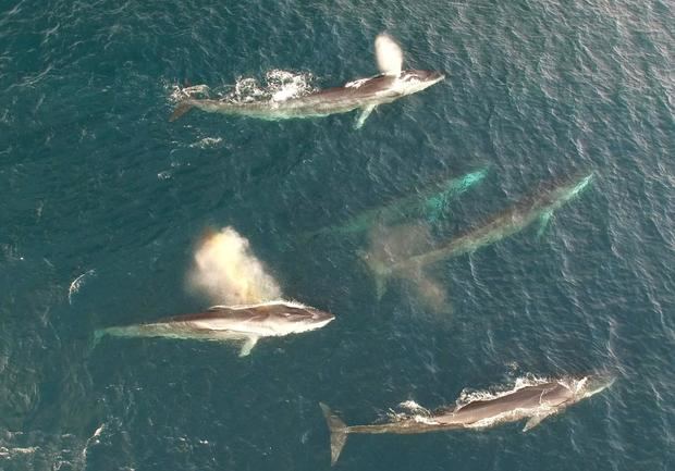 Ballenas y delfines pasan ante las costas del Baix Llobregat
