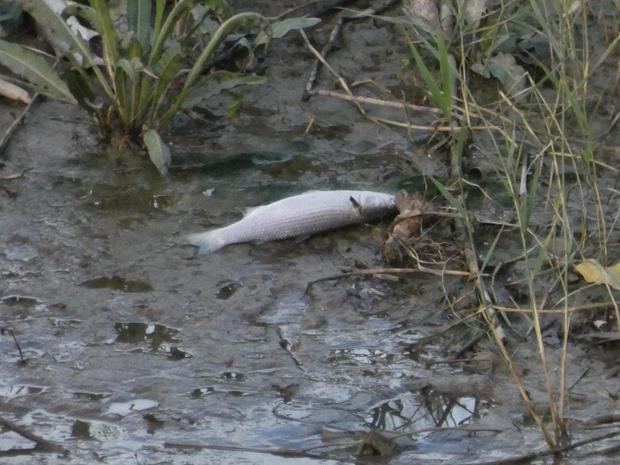 La Agència Catalana de l’Aigua investiga los peces muertos en la desembocadura del río Llobregat
