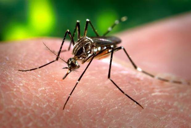 L’aparició del virus Zika revifa el debat sobre el servei de control de mosquits al Baix Llobregat