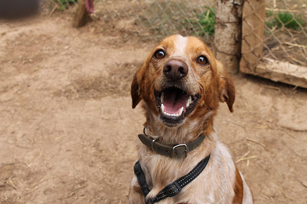 Un animal acogido por la Asociación María Adam.