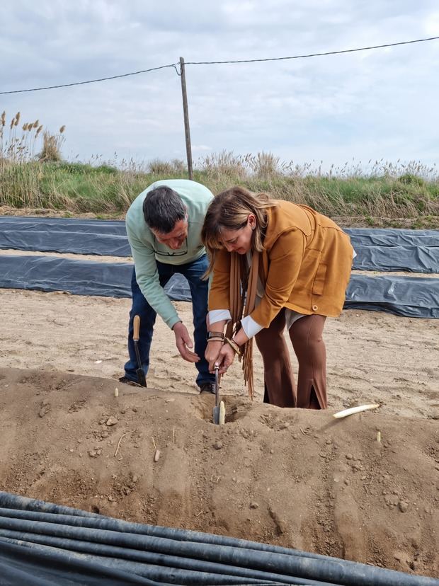 Gavà presenta la 67ª edición de la Fira d’Espàrrecs que cumple 90 años