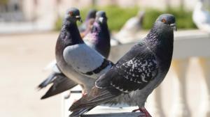 Programa de control ético de palomas
