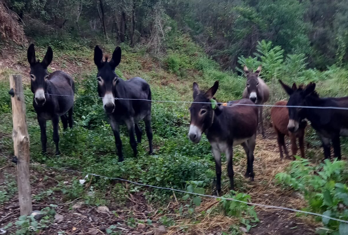 Un grupo de burros pastará por el Bosc de Sant Martí para mitigar el riesgo de incendios