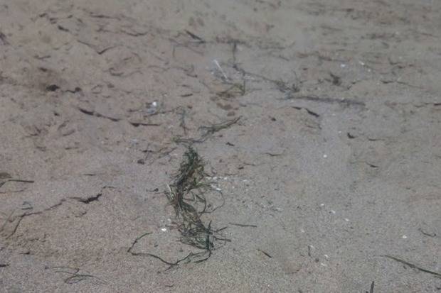 Ecologistes en Acció reclama obrir una investigació per possible agressió mediambiental a la costa del Garraf