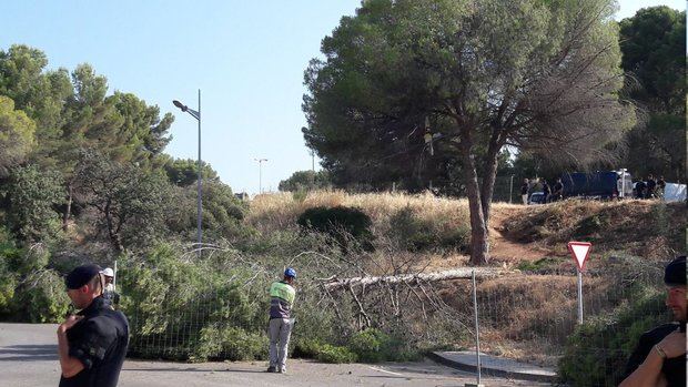 Algunos árboles del pinar ya han sido talados. 