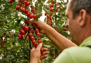 Más de 1.000 personas disfrutan en Viladecans de una degustación de tomates de récord