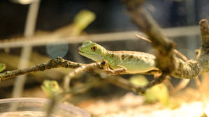 Reptiles, peces y otros pequeños mamíferos invadirán La Farga de l'Hospitalet este sábado