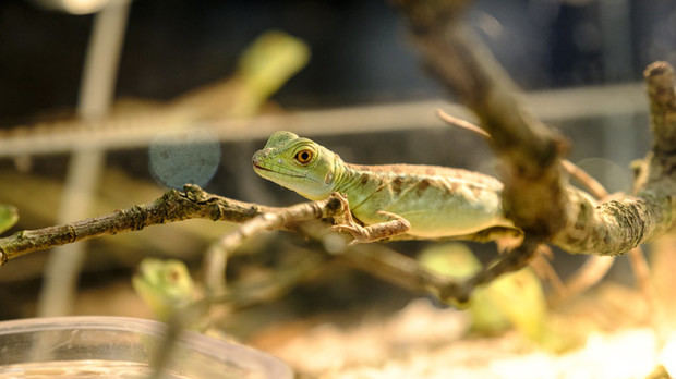 Reptiles, peces y otros pequeños mamíferos invadirán La Farga de l'Hospitalet este sábado