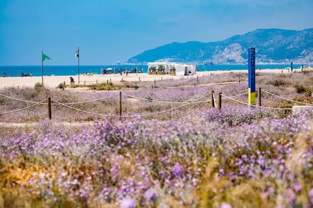 Activarán un dispositivo especial de limpieza en las playas metropolitanas por la verbena de San Juan