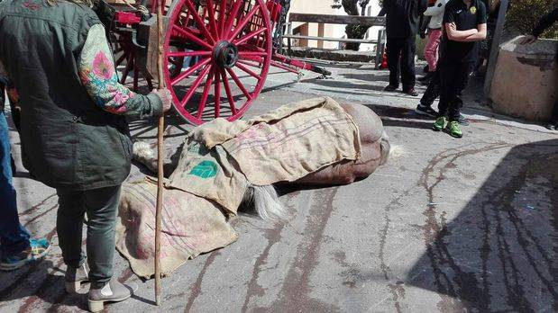 Dues persones ferides i la mort d'un dels cavalls obliga a suspendre els Tres Tombs de Torrelles