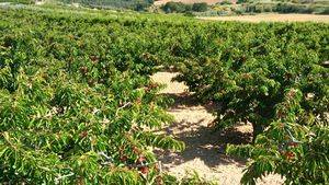 Las cerezas del Baix Llobregat, pendiente de la Mosca Suzukii
