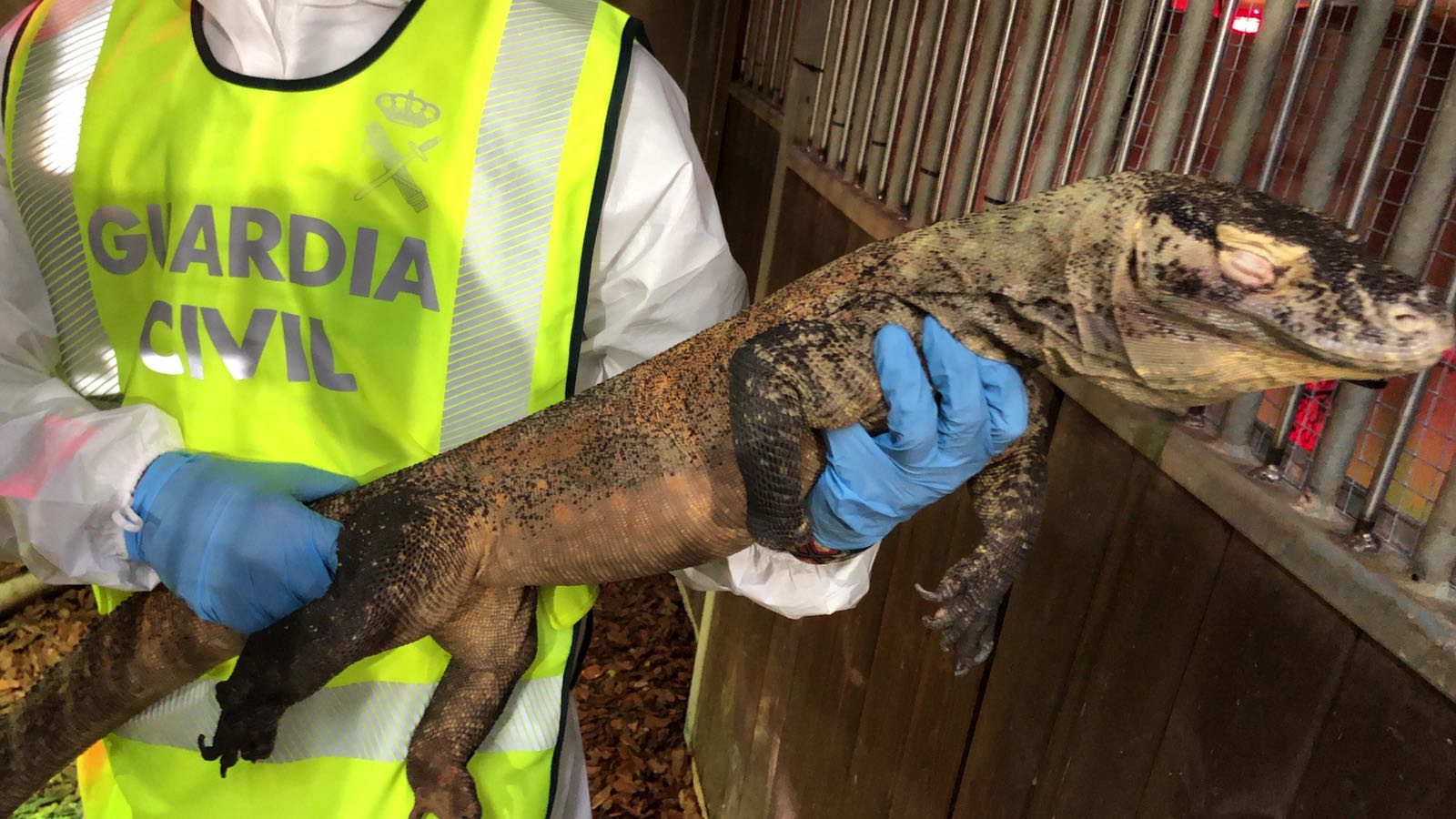 Localizan en Cornellà un Dragón de Komodo adquirido ilegalmente
