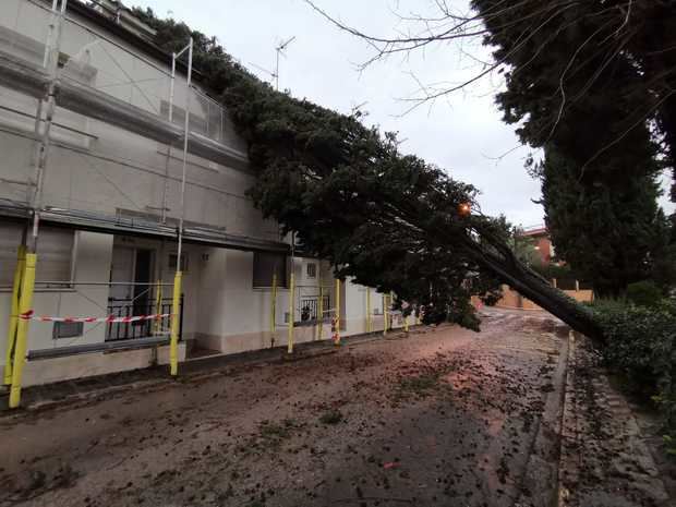 Un ciprés centenario de 15 metros ha caído sobre unas viviendas en la zona de Can Sostres, en Torrelles.