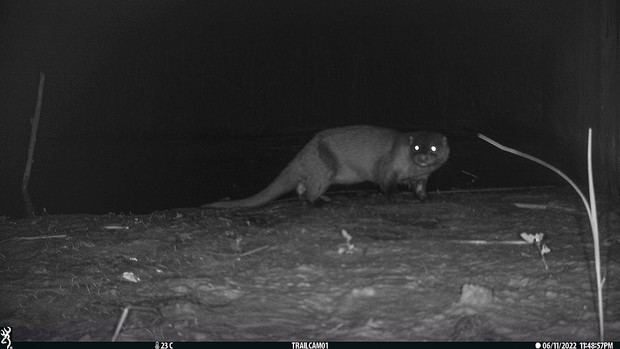 Reaparece la nutria en el tramo final del río Llobregat