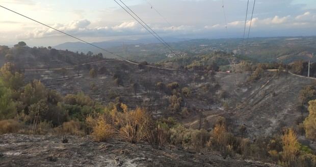 Castellví de Rosanes inicia una actuación urgente de retirada de árboles quemados en riesgo de caer