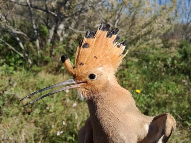 Identifican 119 especies diferentes en la segunda edición del Bioblitz Metropolità