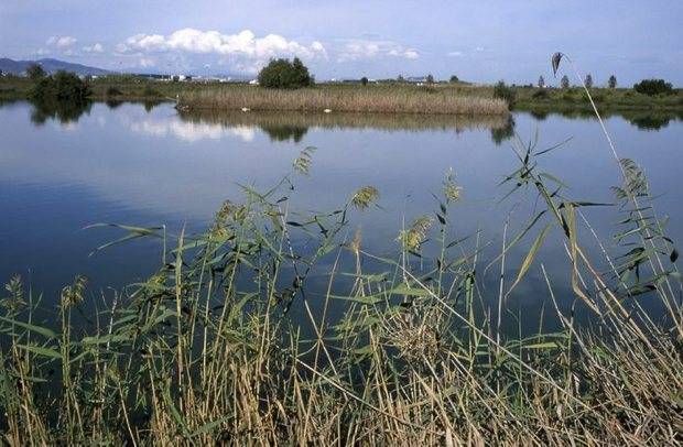 El Delta del Llobregat, entre los 26 humedales españoles gravemente amenazados