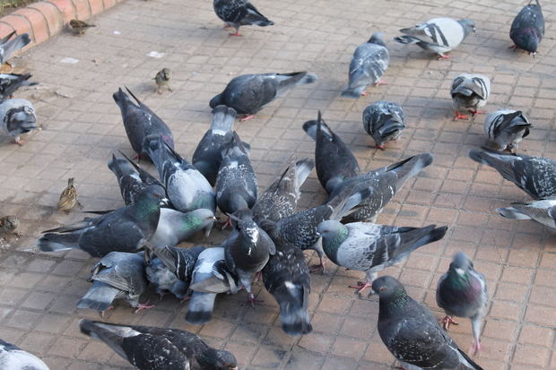 ‘Les Agulles-Ecologistes en Acció’ critica las actuaciones realizadas para el control de la población de palomas en Gavà