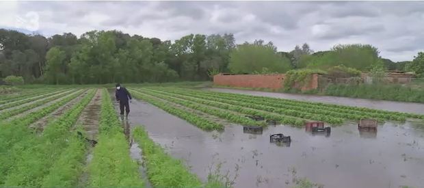 El fuerte temporal de los últimos días arrasa los cultivos del Parc Agrari del Baix Llobregat