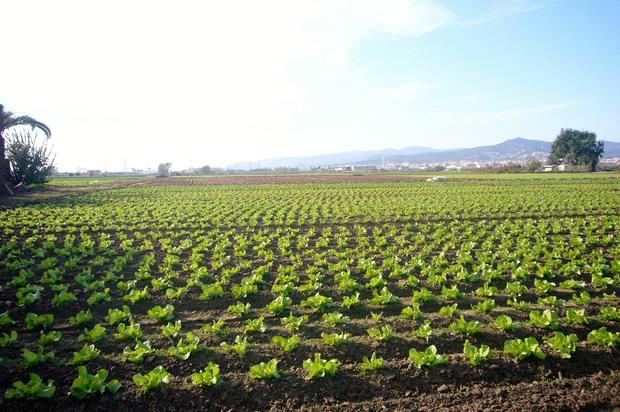 El Parc Agrari, epicentro agrícola de la metrópolis.