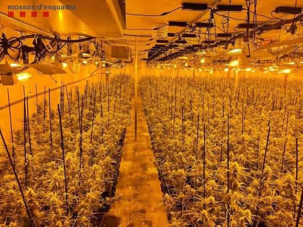 Los Mossos desmantelan una plantación de marihuana en Abrera