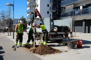 El Ayuntamiento de Sant Joan Despí planta más de 160 árboles alrededor de la ciudad