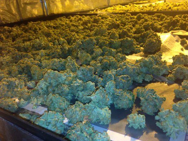 Una operación policial desmantela una plantación de marihuana en L’Hospitalet