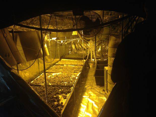 Una operación policial desmantela una plantación de marihuana en L’Hospitalet