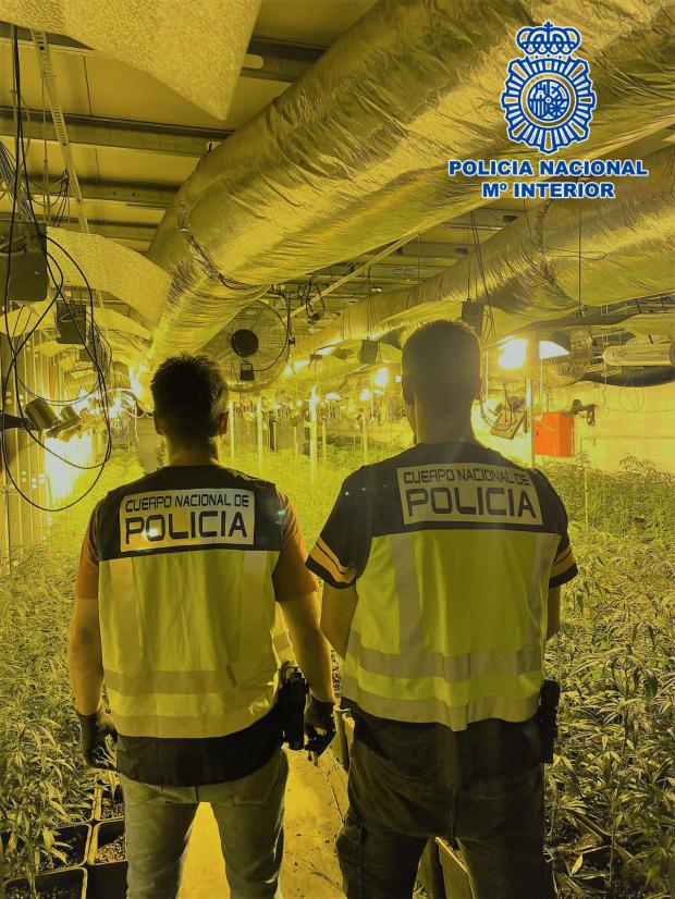 Se han incautado 5.944 plantas de marihuana en diferentes estadios de crecimiento, así como 985 gramos de cogollos.