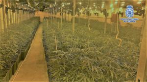 Desmantelada una red criminal de cultivo indoor de marihuana en naves industriales