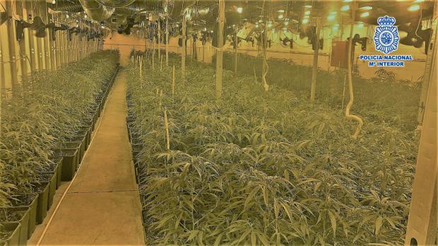 Una de las plantaciones de marihuana indoor desmanteladas, el valor de la energía defraudada era cercano a los 600.000€.