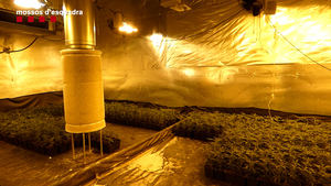 Increíble. Descubren plantación de marihuana, con un peso total de 150 Kg y valorada en 300.000 euros