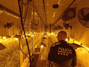 Desmantelada una plantación de marihuana a gran escala en Sant Vicenç dels Horts