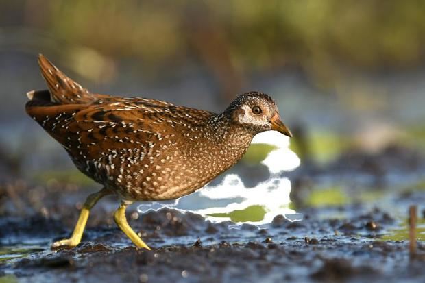 Más del 75% de las aves observadas en el Parc de la Costeta son especies protegidas